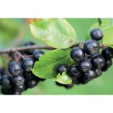 Szívvirág Bt. Aronia melanocarpa 'Nero' - Fekete berkenye bőtermő nagy gyümölcsű, ellenálló fajta. Szép őszi lombszínű. Öntermékeny. Permetezést nem igényel