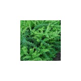Szívvirág Bt. Berberis thunbergii Green carpet- Terülő borbolya