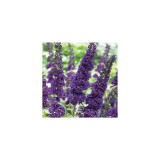 Szívvirág Bt. Buddleia davidii Black night - Nyári orgona (sötétlila)