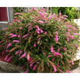 Szívvirág Bt. Buddleia davidii Pink delight - Nyári orgona (rózsaszín)