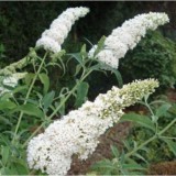 Szívvirág Bt. Buddleia davidii White profusion - Nyári orgona (fehér)