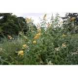 Szívvirág Bt. Buddleia weyeriana Sungold - Nyári orgona (sárga)