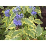Szívvirág Bt. Caryopteris clandonensis ‘Summer Sorbet’ – Tarka levelű kékszakáll