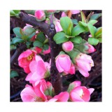 Szívvirág Bt. Chaenomeles superba ‘Pink Lady’- japán díszbirs