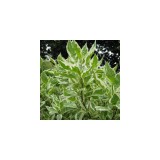 Szívvirág Bt. Cornus alba ‘Argenteomarginata’ – feketevesszejű som
