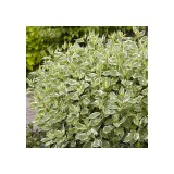 Szívvirág Bt. Cornus alba ‘Elegantissima’ – fehér tarka som