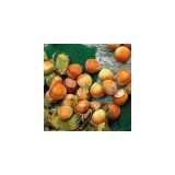 Szívvirág Bt. Corylus avellana ’Cosford’ Mogyoró