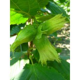 Szívvirág Bt. Corylus avellana ’Nottingham’ - Mogyoró