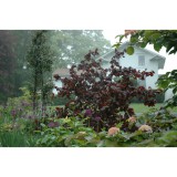 Szívvirág Bt. Corylus avellana ‘Red Majestic’ – csavart vesszejű vérmogyoró