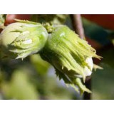 Szívvirág Bt. Corylus avellana ’Webb's Prize’