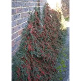 Szívvirág Bt. Cotoneaster horizontalis – kerti madárbirs