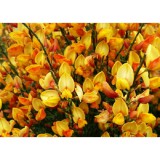 Szívvirág Bt. Cytisus scoparius apricot gem - Zanót narancs-rózsaszín