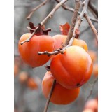 Szívvirág Bt. Diospyros kaki Tipo - Datolyaszilva