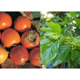 Szívvirág Bt. Diospyros kaki Vaniglia - Datolyaszilva