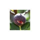 Szívvirág Bt. Ficus carica  ’Turca ’ -füge bokor