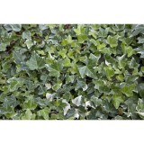 Szívvirág Bt. Hedera helix - borostyán