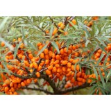Szívvirág Bt. Hippophae rhamnoides 'Hergo' - Homoktövis termő