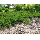 Szívvirág Bt. Juniperus Prince of Wales - zöld terülő boróka