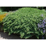 Szívvirág Bt. Juniperus procumbens Nana - Törpe kúszóboróka