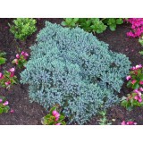 Szívvirág Bt. Juniperus squamata Blue star - Himalájai boróka