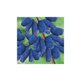 Szívvirág Bt. Lonicera kamtschatika 'Blue Velvet' - Kamcsatkai mézbogyó