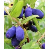 Szívvirág Bt. Lonicera kamtschatika 'Duet' - Kamcsatkai mézbogyó