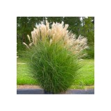 Szívvirág Bt. Miscanthus sinensis Gracillimus - Japánfű