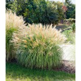 Szívvirág Bt. Miscanthus sinensis Yakushima Dwarf - Japánfű