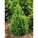 Szívvirág Bt. Picea glauca conica - Cukorsüvegfenyő