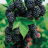 Szívvirág Bt. Rubus fruticosus 'Black Satin' - Szeder