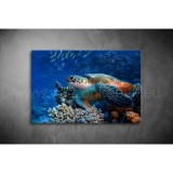 Teknős Vászonkép 063 áv-063