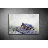 Teknős Vászonkép 069 áv-069