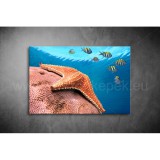 Tengericsillag Vászonkép 048 áv-048