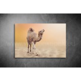 Teve Vászonkép 031 áv-031