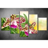 Többrészes Orchidea vászonkép 024 - (választható formák) tvi-0024