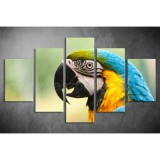 Többrészes Papagájos vászonkép 074 - (választható formák) táv-074