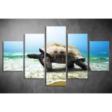 Többrészes Teknős vászonkép 061 - (választható formák) táv-061