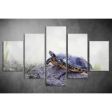 Többrészes Teknős vászonkép 069 - (választható formák) táv-069