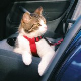 TRIXIE Biztonsági hám autóba macskáknak - 20 - 50 cm
