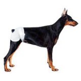 TRIXIE Kutyapelenka - 12 db, méret M - L