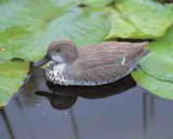 UBBINK Állatfigura Böjti réce nőstény