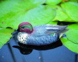 UBBINK Állatfigura réce hím, 29 cm