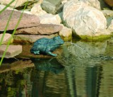 Ubbink Béka kicsi kb.12cm magas