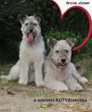 Underground Kiadó Árkosi József: A szeretet KUTYAiskolája - könyv