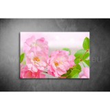 Virág Vászonkép 065 vi-065