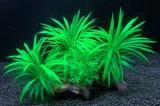 Zöld tengerifű telep akváriumi műnövény, apró levelekkel a talpon 15 cm